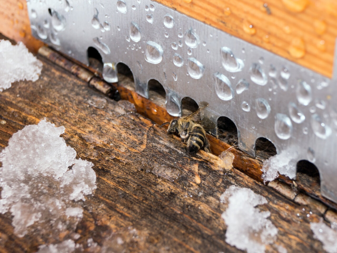 Comment nourrir vos abeilles en hiver?