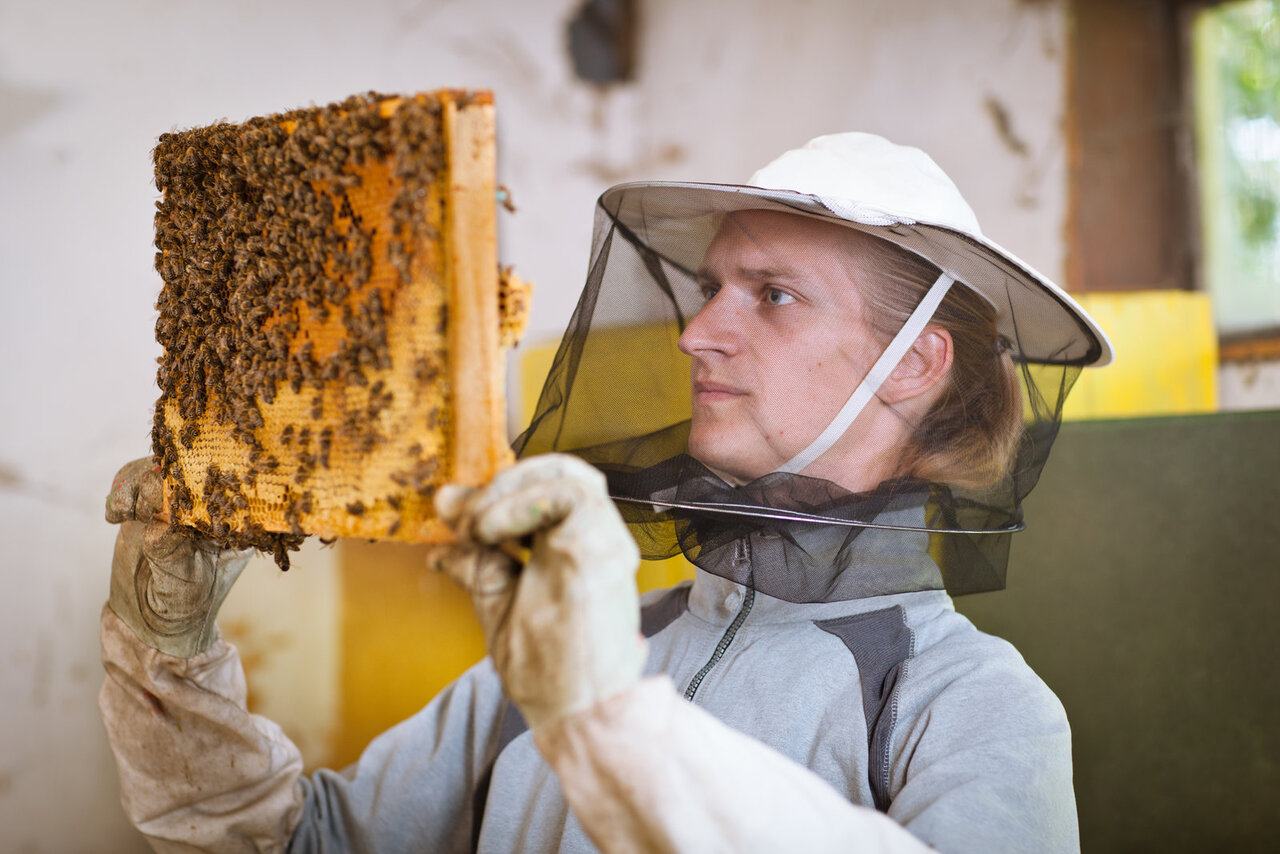 Ce que vous devez savoir avant de devenir apiculteur