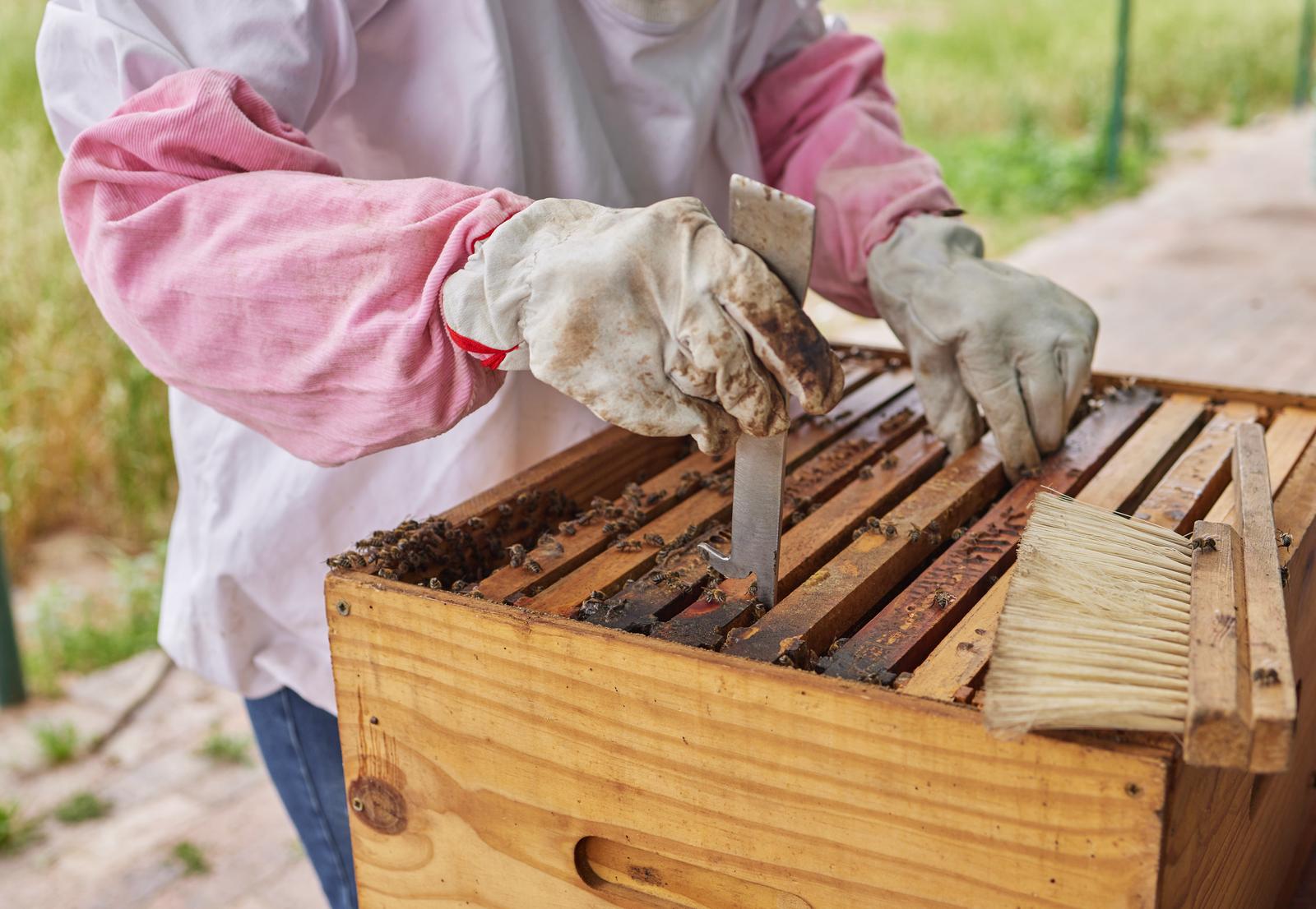 Ce dont chaque apiculteur a besoin