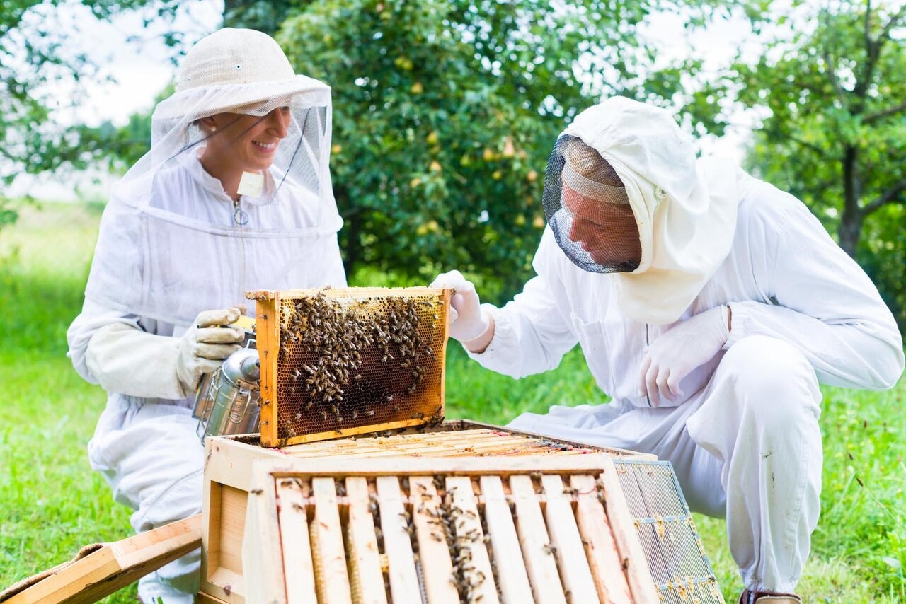 Conseils d’un expert en apiculture pour l’inspection de vos abeilles nouvellement installées